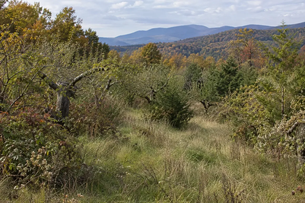 Old apple trees overgrown with brush, young cedars and tall grass on a hillside, with mountains behind