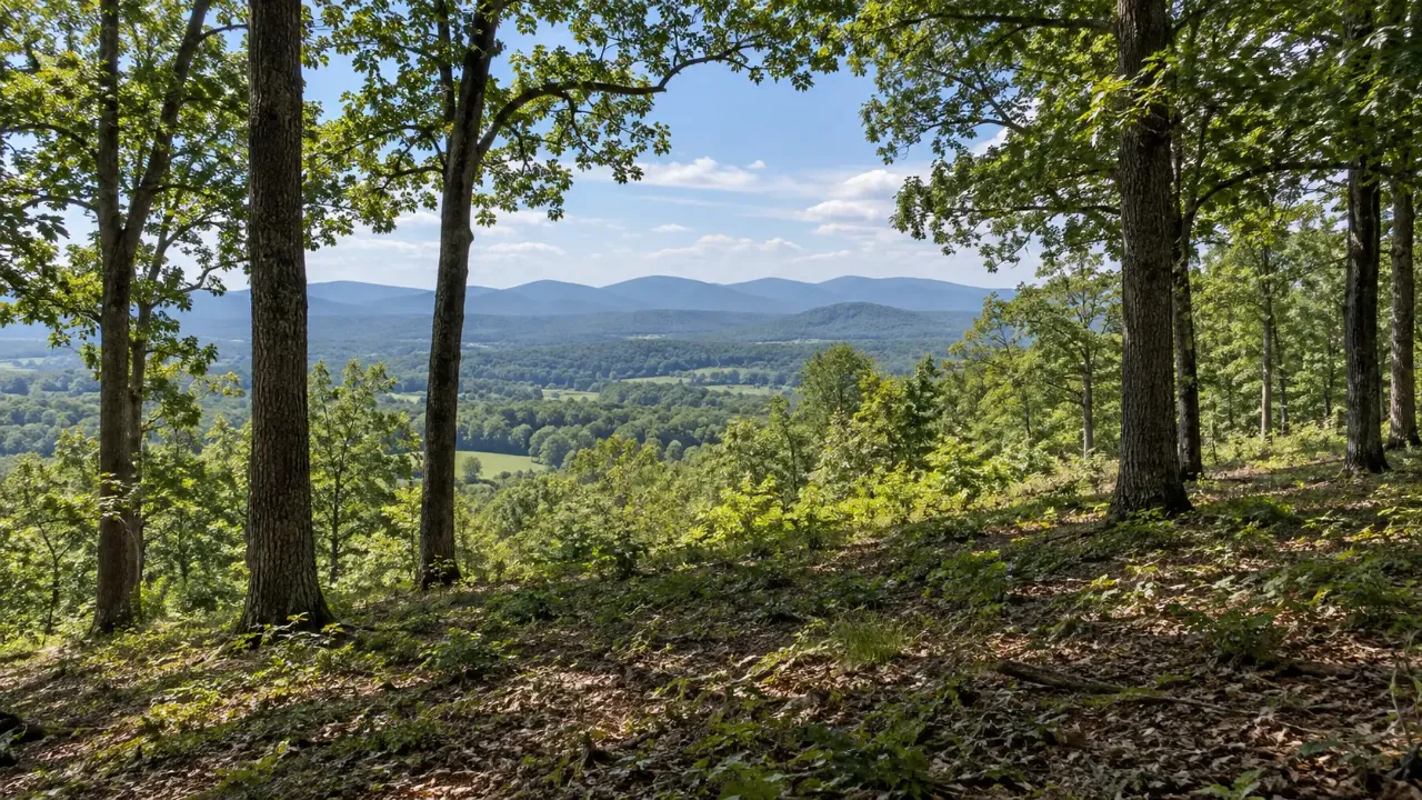Thinned hillside woods with large trees kept and leaf-covered ground, opening a view across a valley to mountain ridges